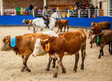 Czech Society for Working Equitation