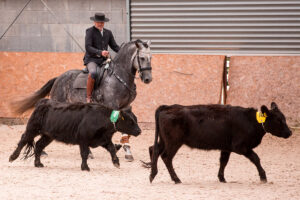 Czech Society for Working Equitation